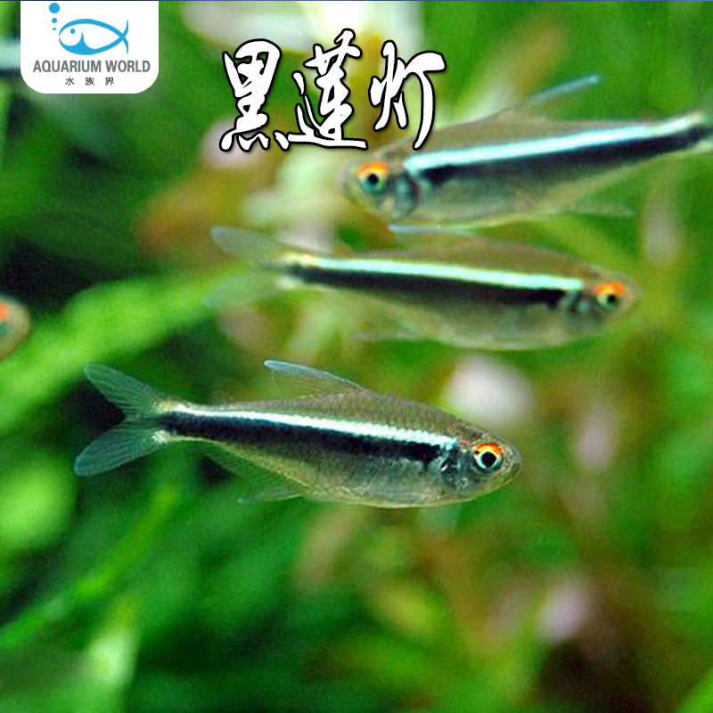 黑莲灯鱼黑灯管小型观赏鱼草缸黑灯活体淡水群游黑莲灯鱼霓虹灯鱼