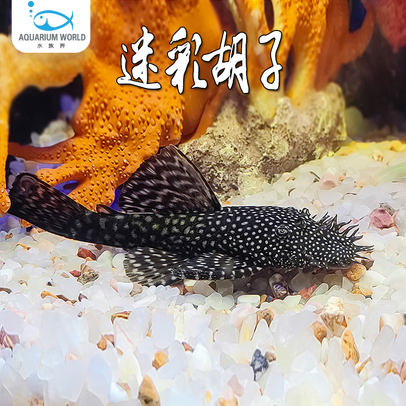 迷彩胡子清道夫鱼老鼠鱼水族鱼缸观赏鱼清洁除藻工具鱼底栖鱼淡水