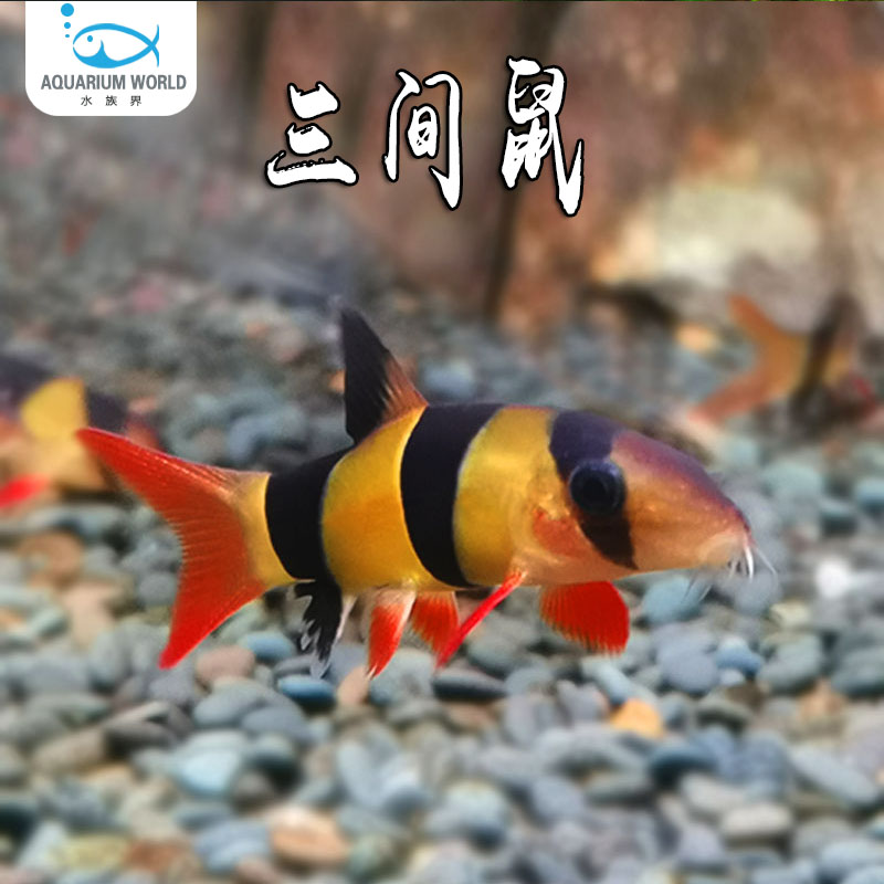 三间鼠鱼清道夫热带鱼淡水观赏鱼缸除藻吃粪便垃圾清洁鱼工具鱼