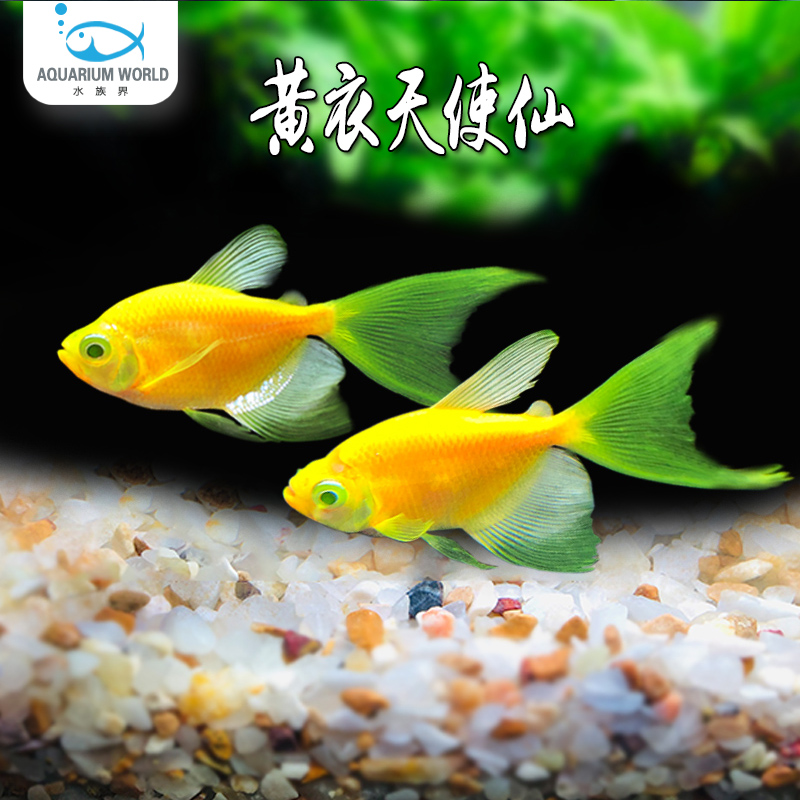黄衣天使仙观赏鱼长尾巴热带鱼群游小型淡水鱼新手鱼观赏鱼