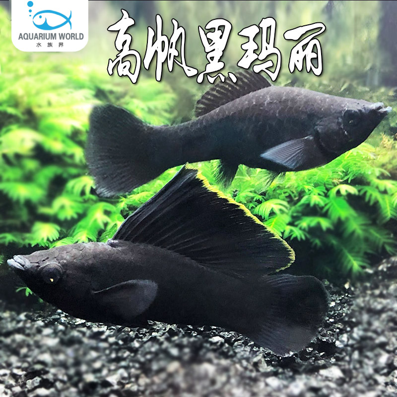 高帆黑玛丽胎生鱼水族鱼缸观赏鱼热带鱼淡水新手鱼生小鱼孔雀鱼