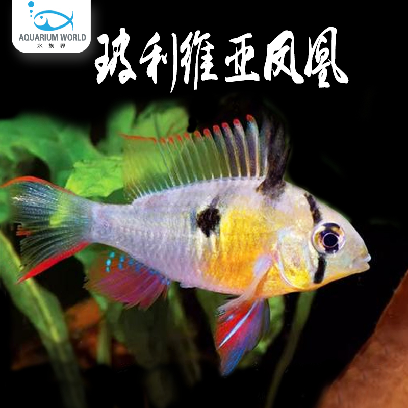 玻利维亚凤凰鱼热带鱼观赏鱼慈鲷淡水鱼小型鱼南美原生鱼食土鲷