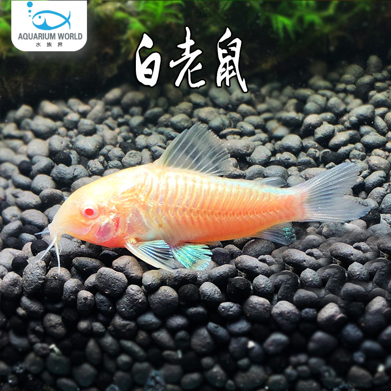 白老鼠鱼水族热带鱼淡水观赏鱼鱼缸清洁工具鱼底栖鱼清理食物残渣