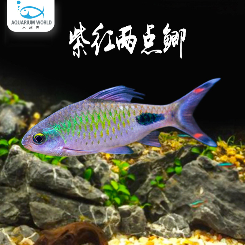 紫红两点鲫鱼钻石白云水族鱼缸观赏鱼热带鱼宠物鱼淡水鱼黑影道人