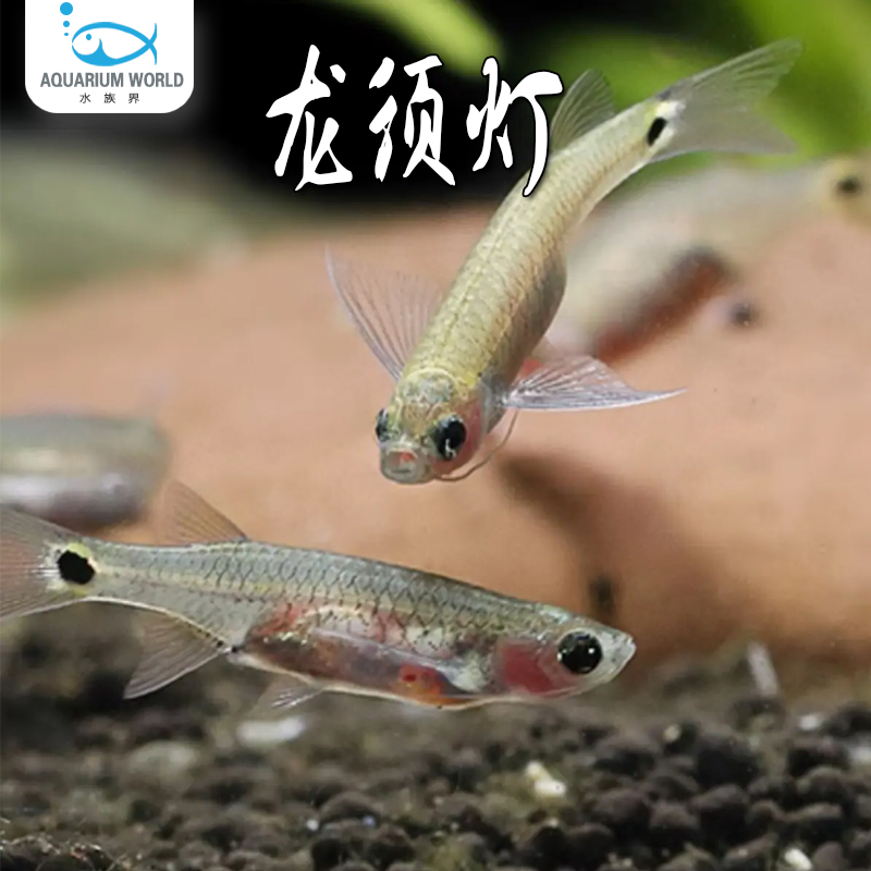 龙须灯鱼清洁水面油膜新手工具鱼小型热带鱼淡水观赏鱼去水面油膜