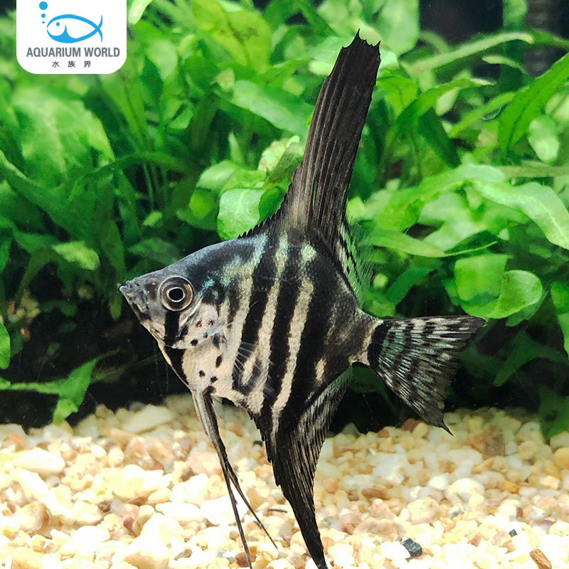 梦幻豹纹仙神仙鱼水族鱼缸观赏鱼热带鱼淡水新手鱼斑马仙孔雀鱼