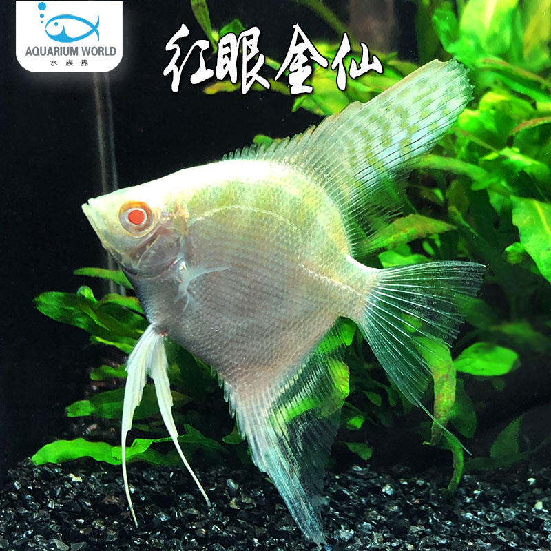 红眼金仙观赏鱼七彩神仙鱼热带鱼大型燕鱼秘鲁埃及新手淡水小型鱼