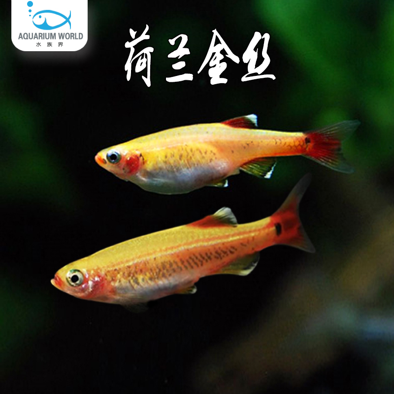 荷兰金丝灯鱼水族鱼缸观赏鱼热带鱼淡水新手鱼白云金丝灯鱼孔雀鱼