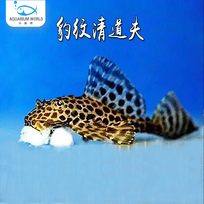 豹纹清道夫鱼缸清洁工具鱼观赏鱼热带鱼淡水吃垃圾粪便清理藻类