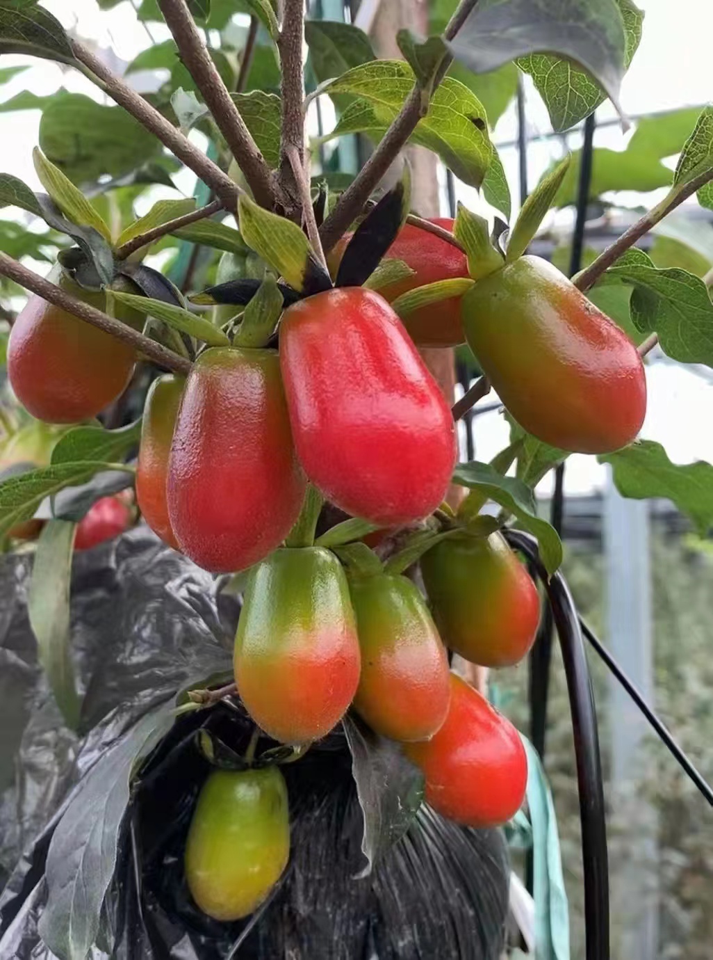 金弹子老 鸦柿盆景素材