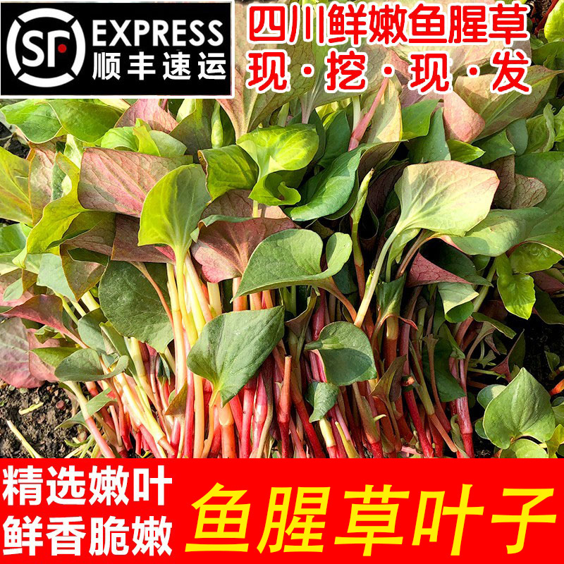 顺丰包邮!现挖折耳根叶子新鲜蔬菜节节根嫩叶四川特产鱼腥草