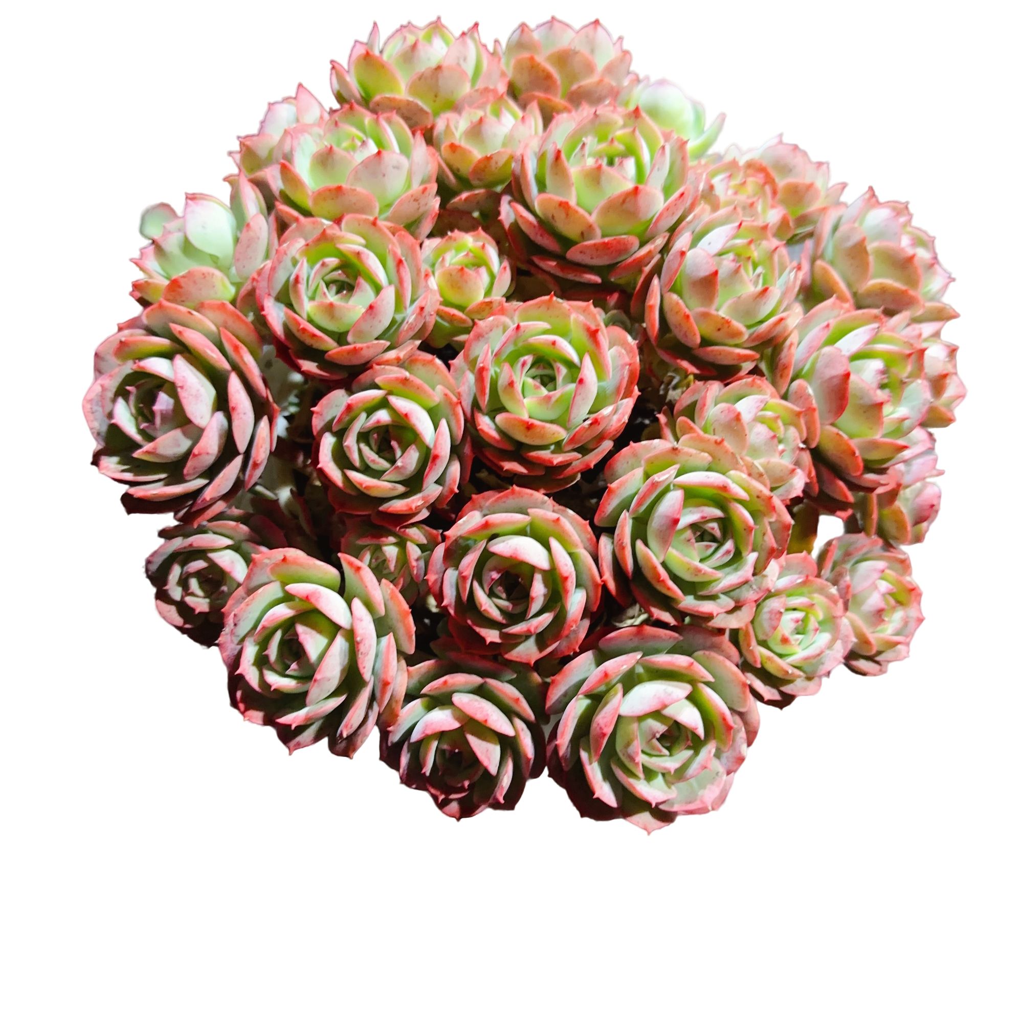 精品多肉植物 克罗地亚玫瑰