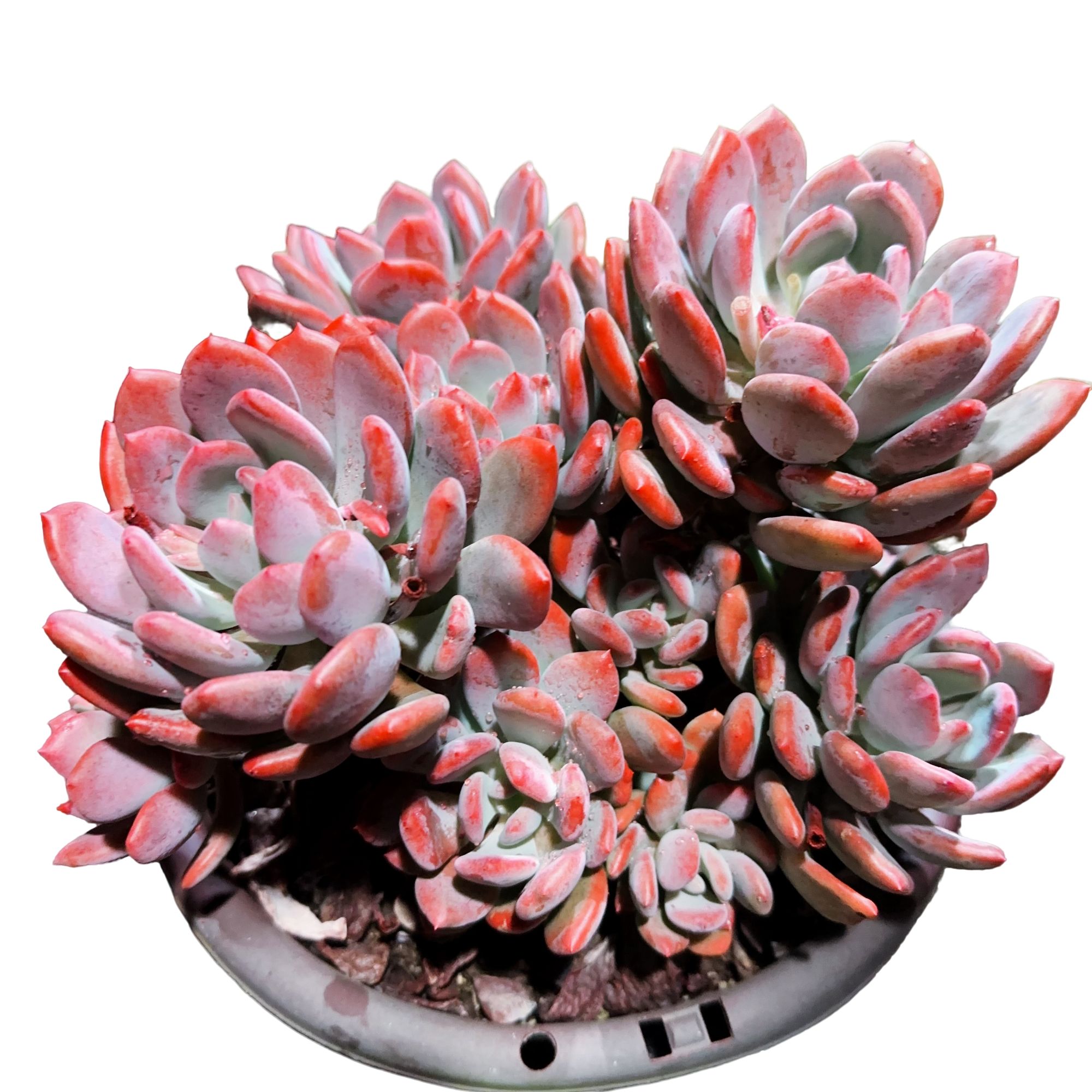 精品多肉植  灰姑娘