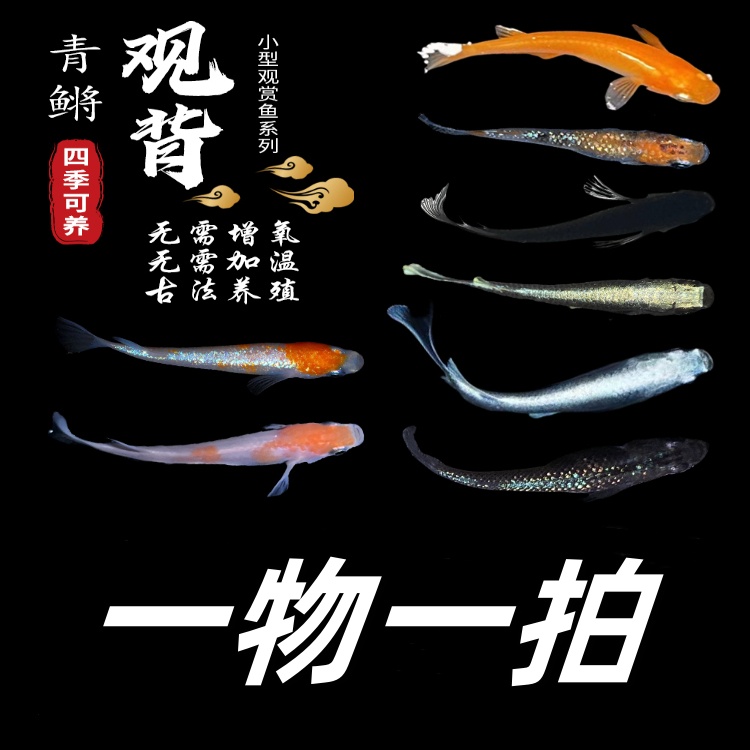 小型观赏鱼 观背青鳉 广温鱼 0-40度