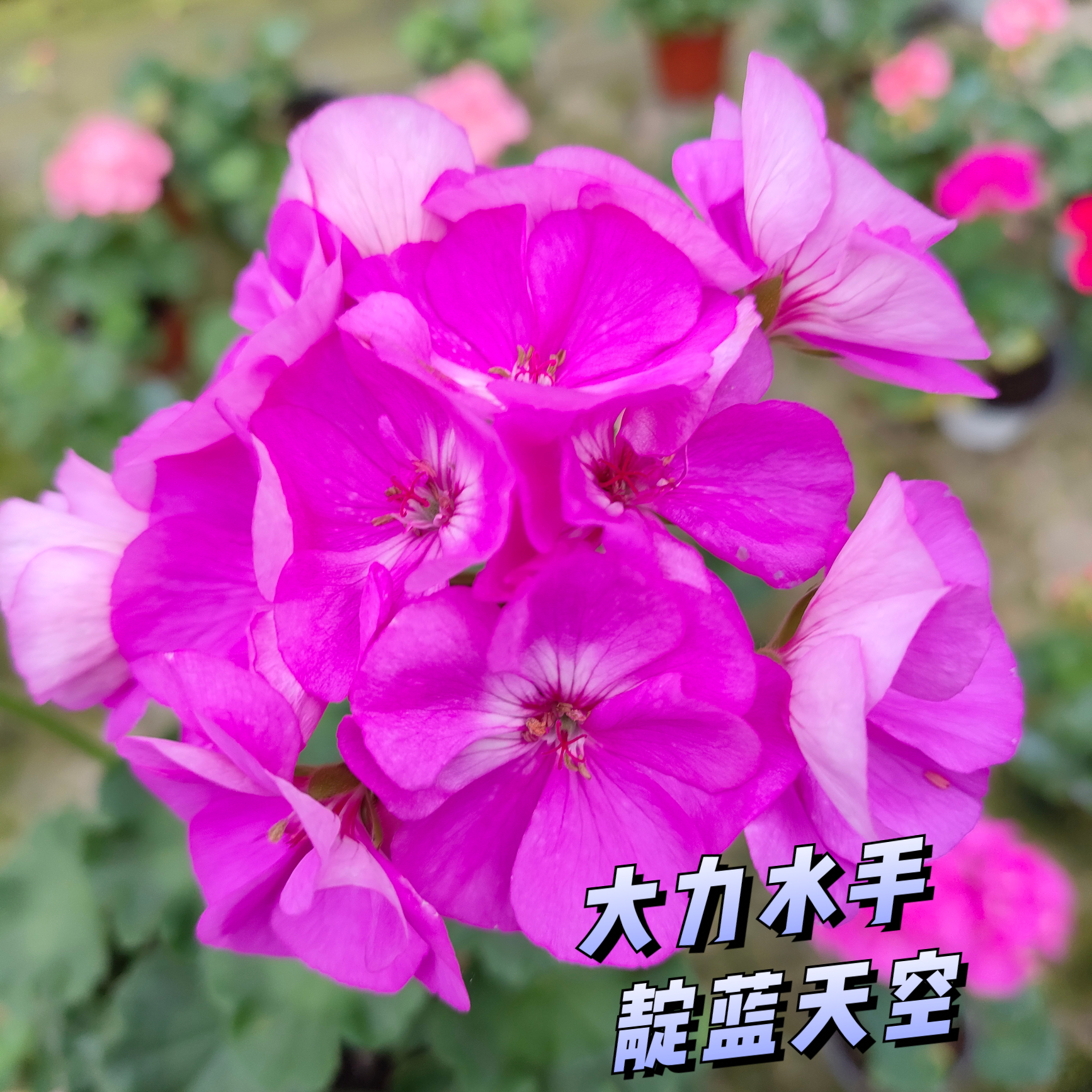 靛蓝天空——大力水手耐热勤花矮生蓝紫色调带花苞发货