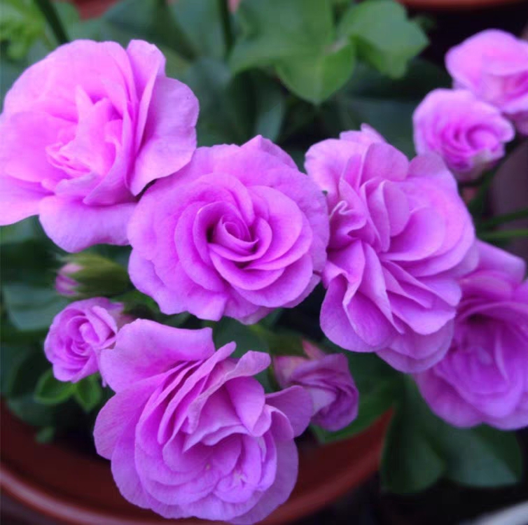 《夏日玫瑰》超级推荐垂吊天竺葵耐热勤花