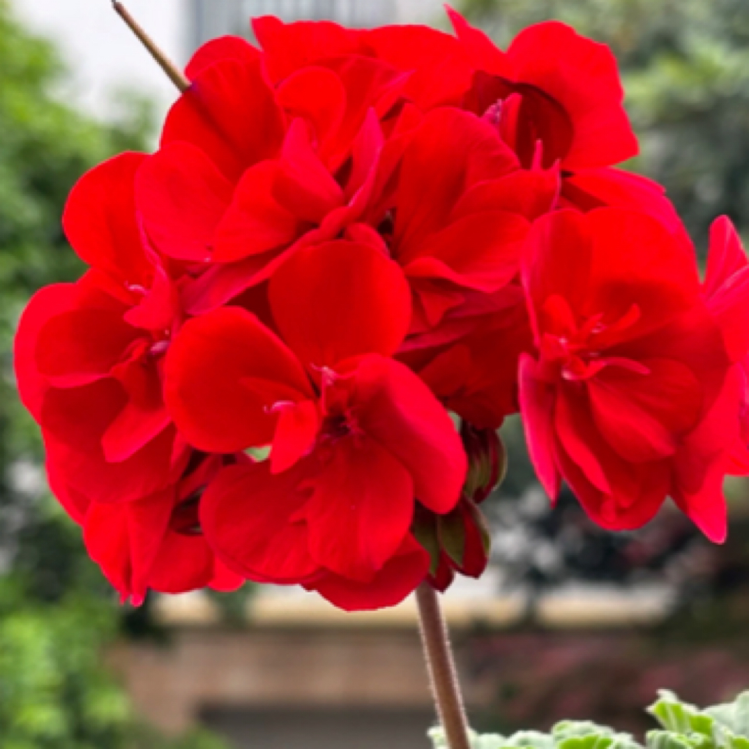新品大红袍大红色进口一代苗天竺葵带花苞