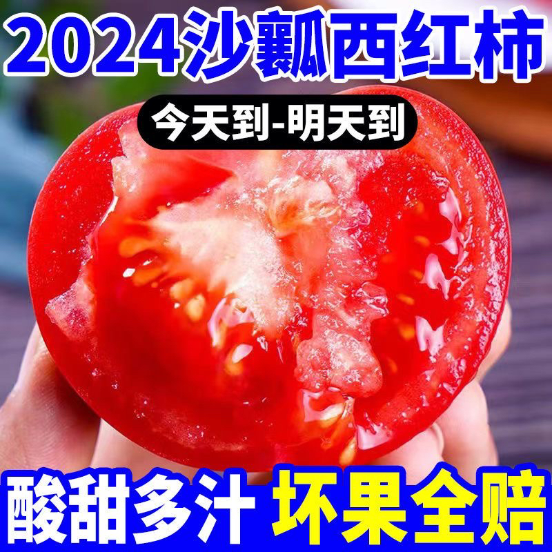 宁夏露天沙瓤西红柿新鲜大番茄当季薄皮产地直发现摘新鲜芭乐