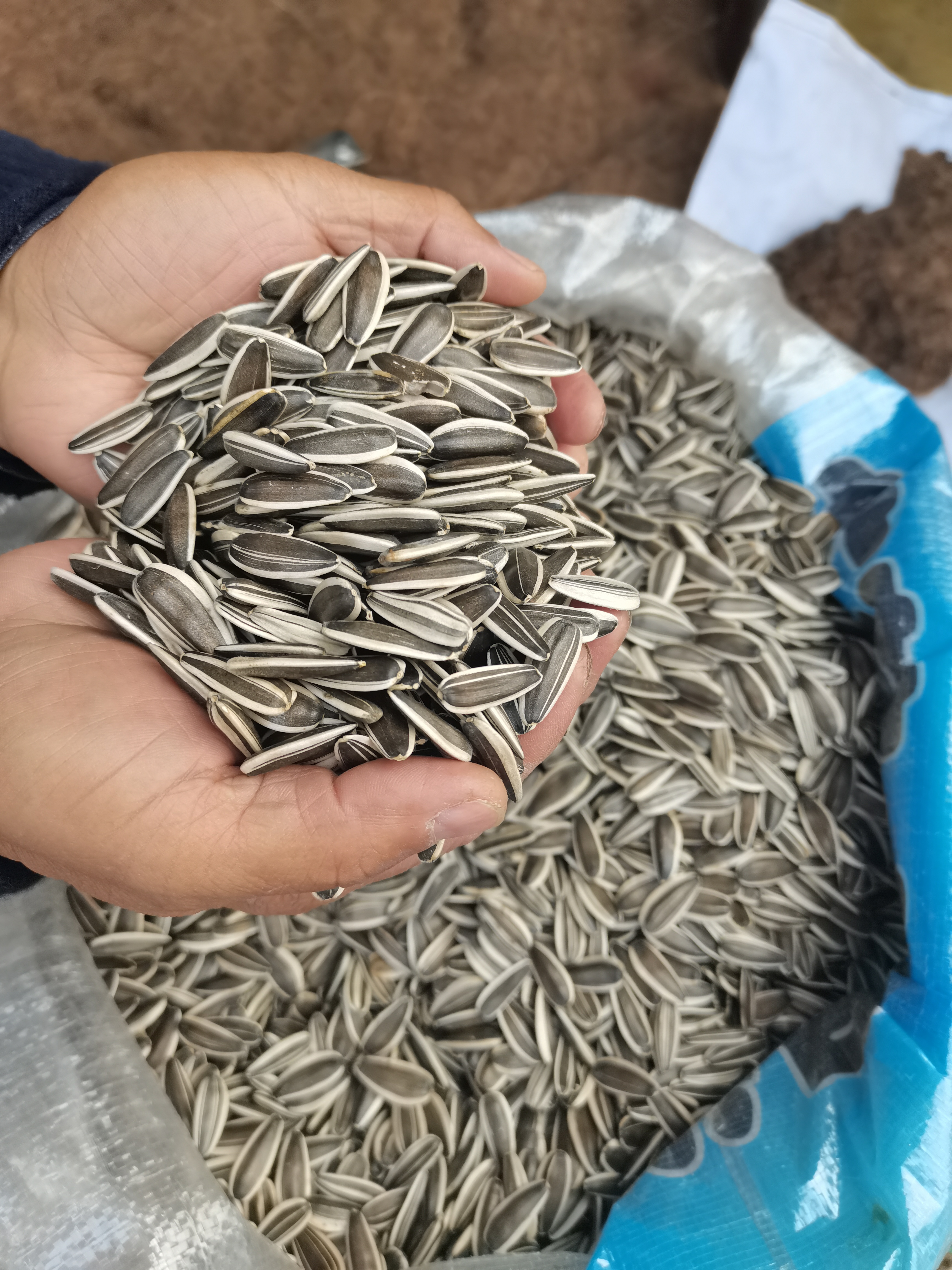 2025年新瓜子生瓜子美葵363新毛嗑生的毛嗑