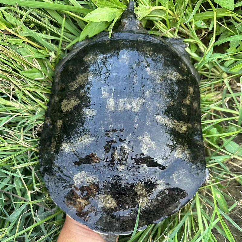 精品土甲鱼水鱼脚鱼老鳖团鱼鲜活运输冷链河甲湖甲山甲