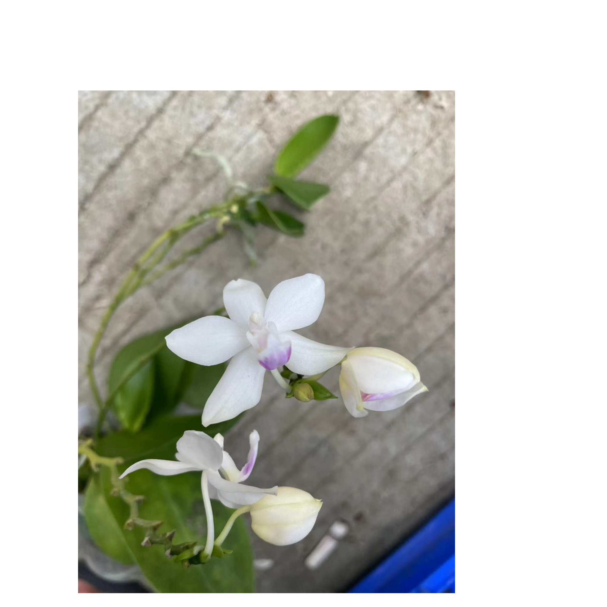 004Phal.Four Rainbows蝴蝶兰