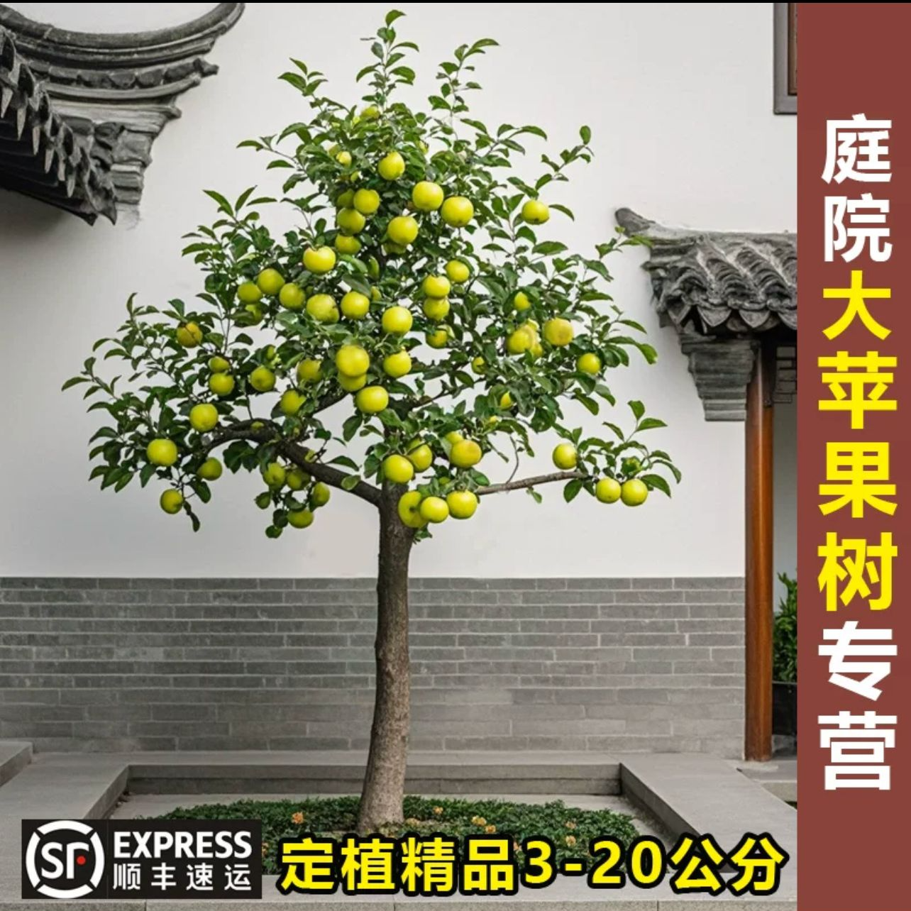 苹果树造型大树庭院花园阳台南北方盆地载均可种植