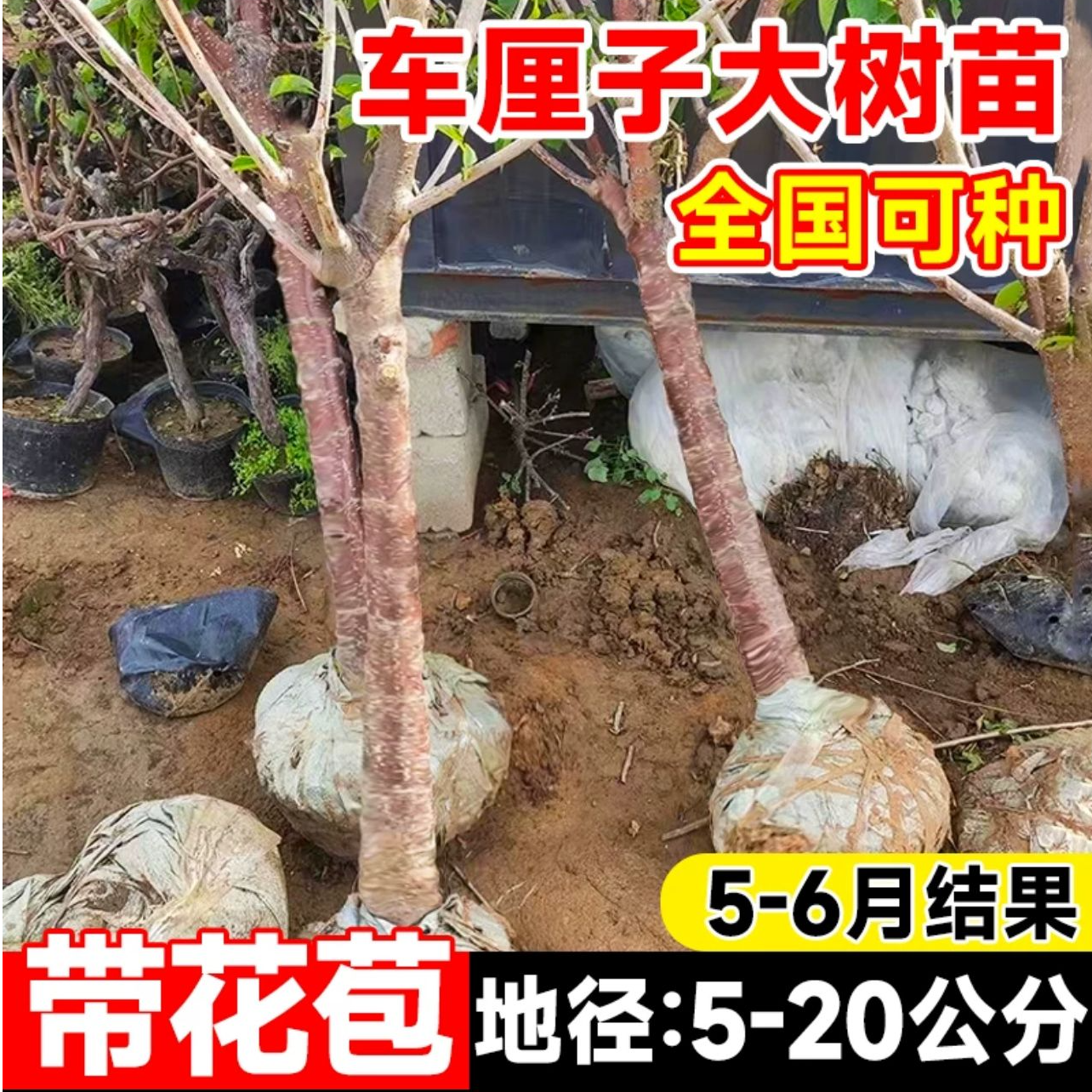 樱桃树庭院造型大树阳台院子楼顶盆栽地载南北方均可种植