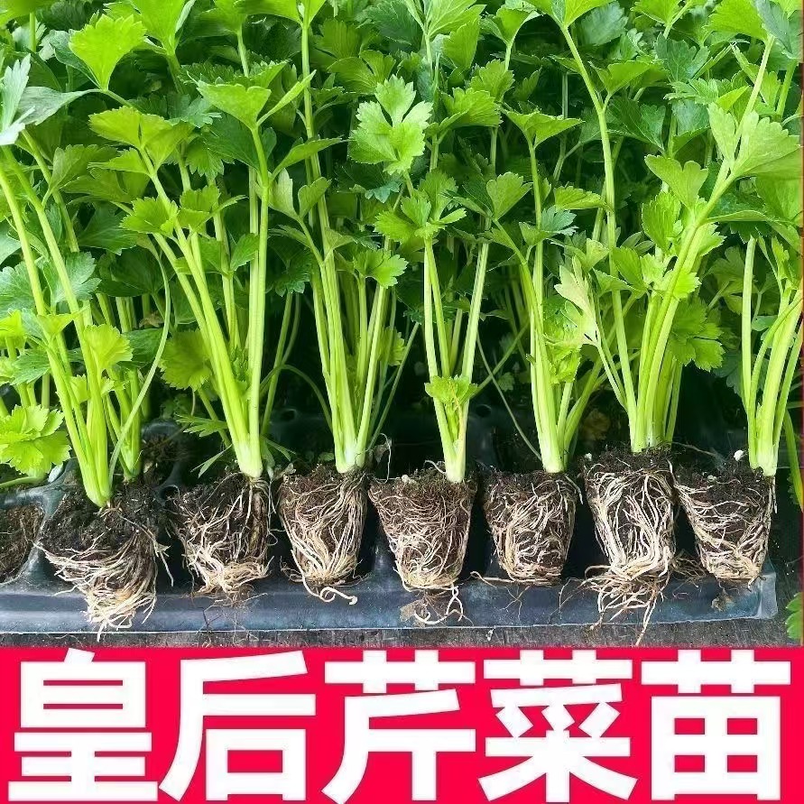 芹菜苗皇后西芹四季香芹秧苗种子籽阳台田地盆栽蔬菜秧苗带土批发