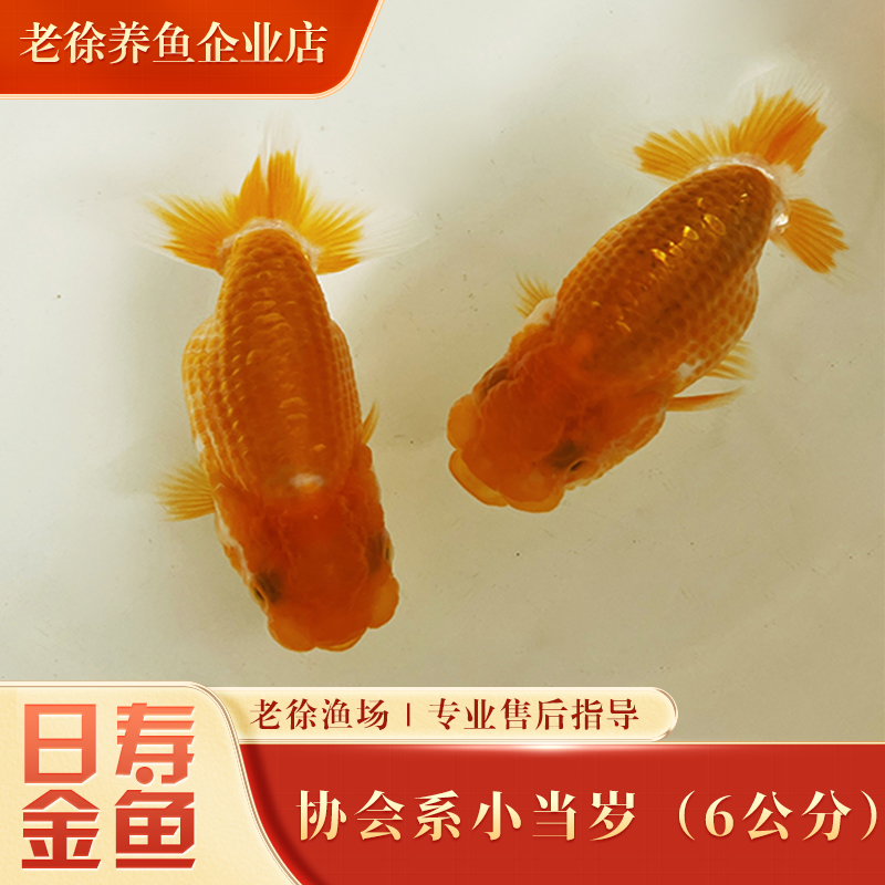 【活体】日寿金鱼协会系成鱼（12公分）老徐养鱼观赏鱼精品鱼