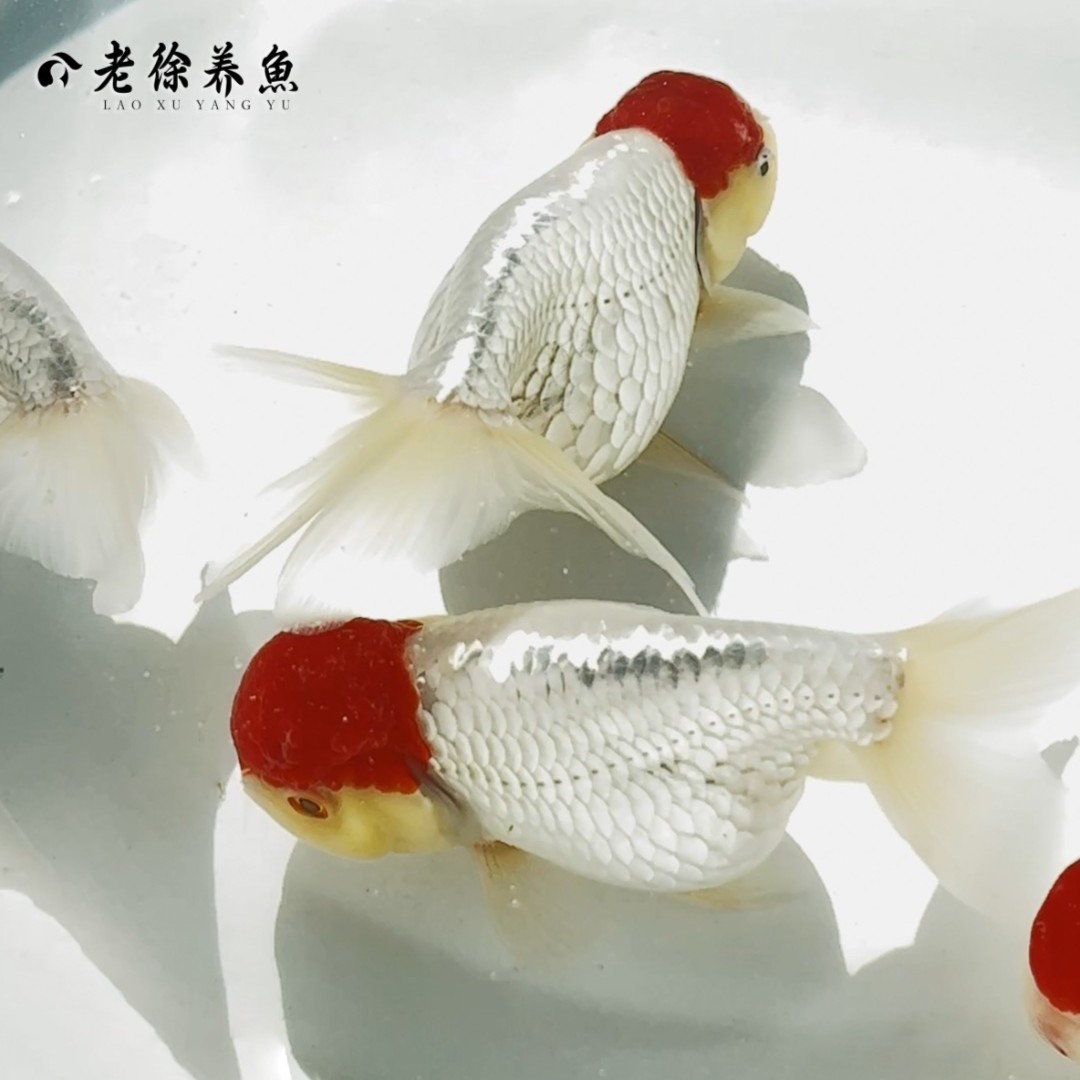 【精品】宫廷鹅头红金鱼2冬龄老徐养鱼