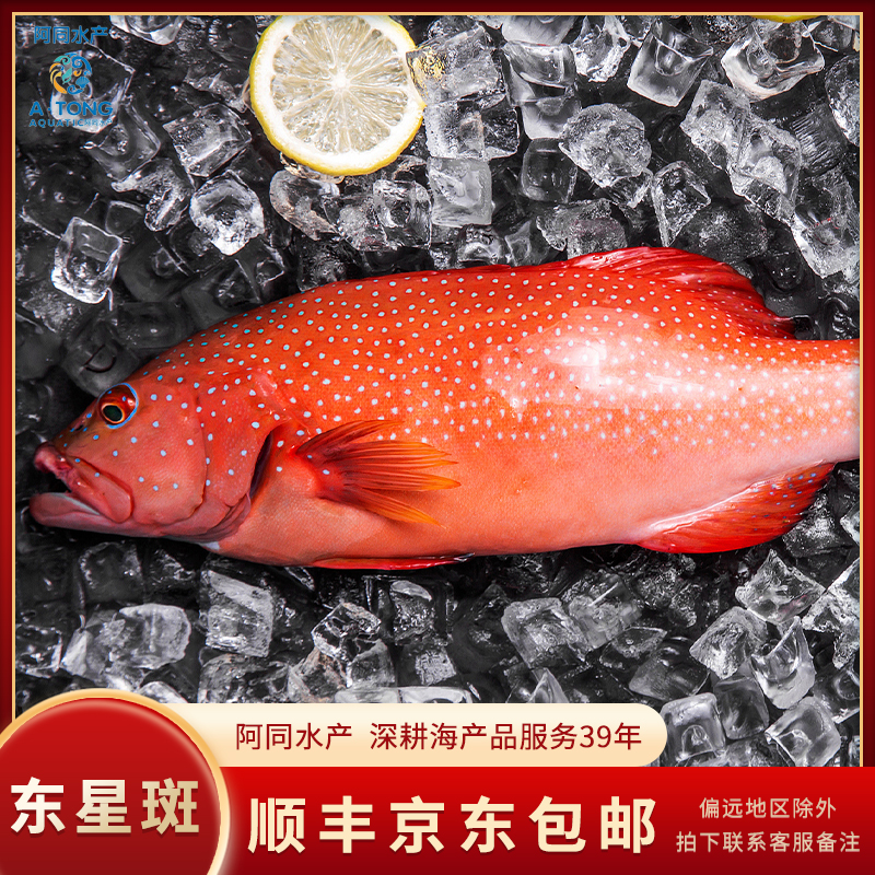 【阿同水产】缺氧东星斑 肉质紧饱满全国可拍