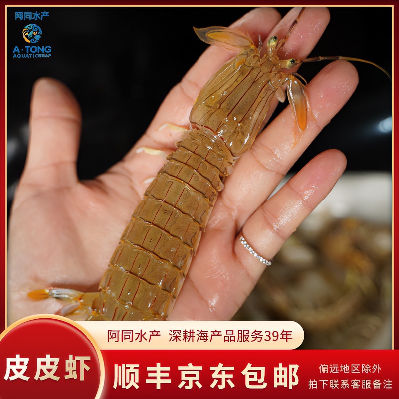 【保鲜不保活】新鲜皮皮虾虾姑 肉质饱满