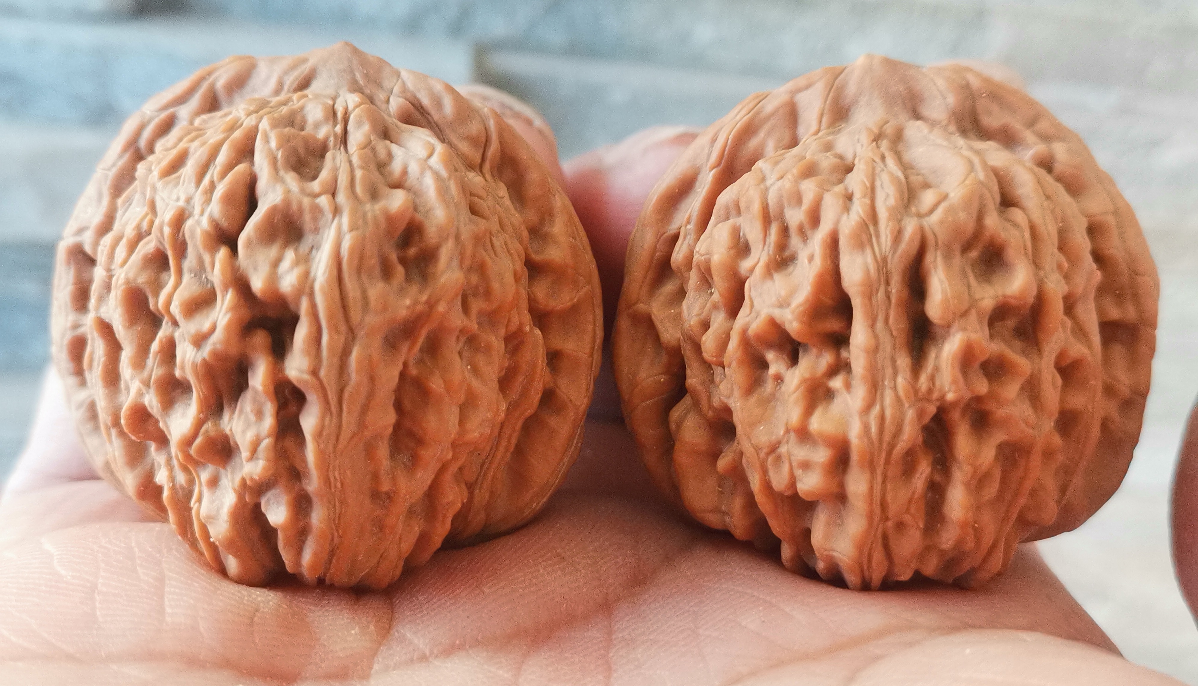 山地果四座楼狮子头边40/40肚38/38高36/36