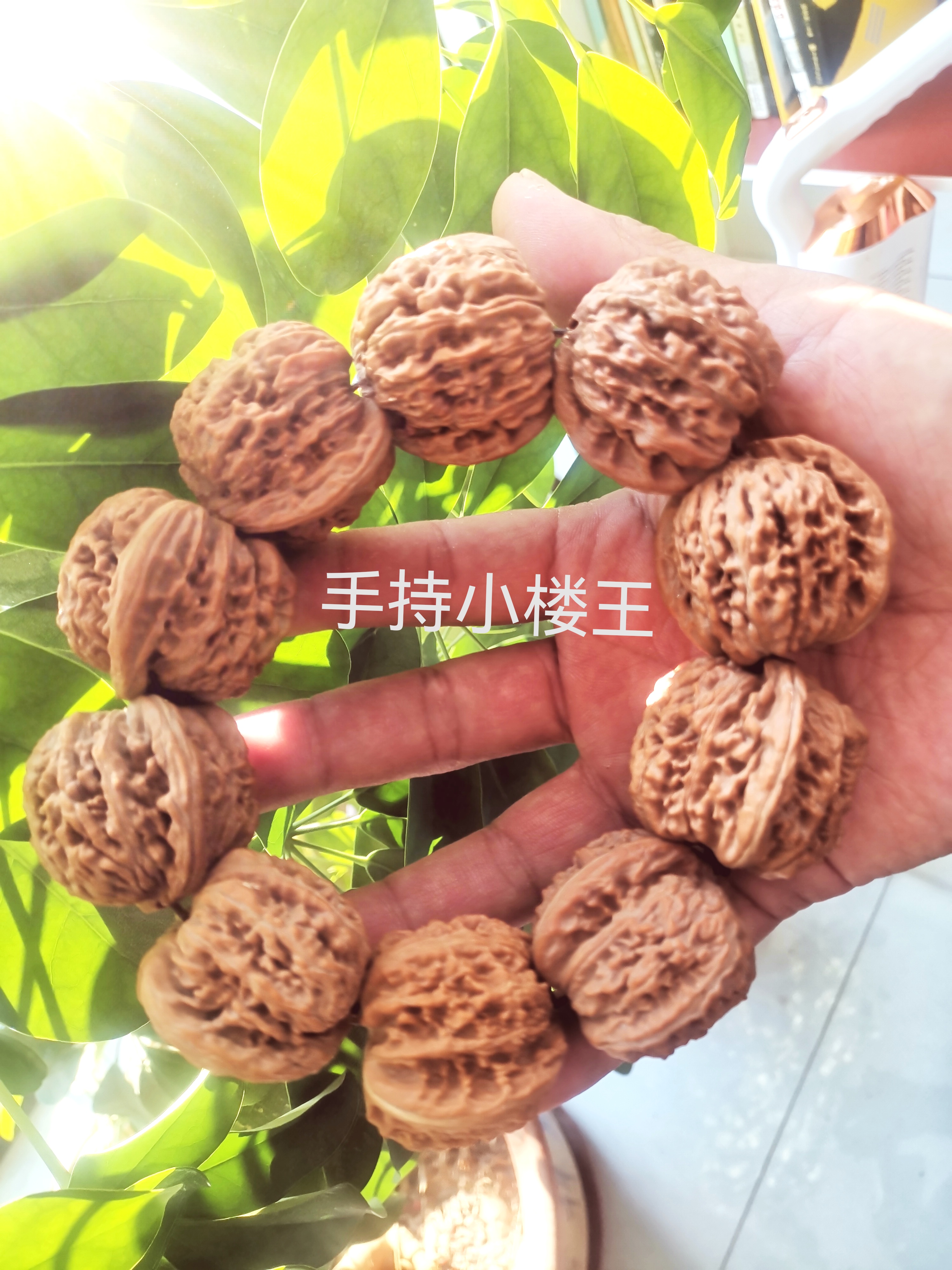 山地果四座楼手持边40菊花底价格美丽喜欢的看过来