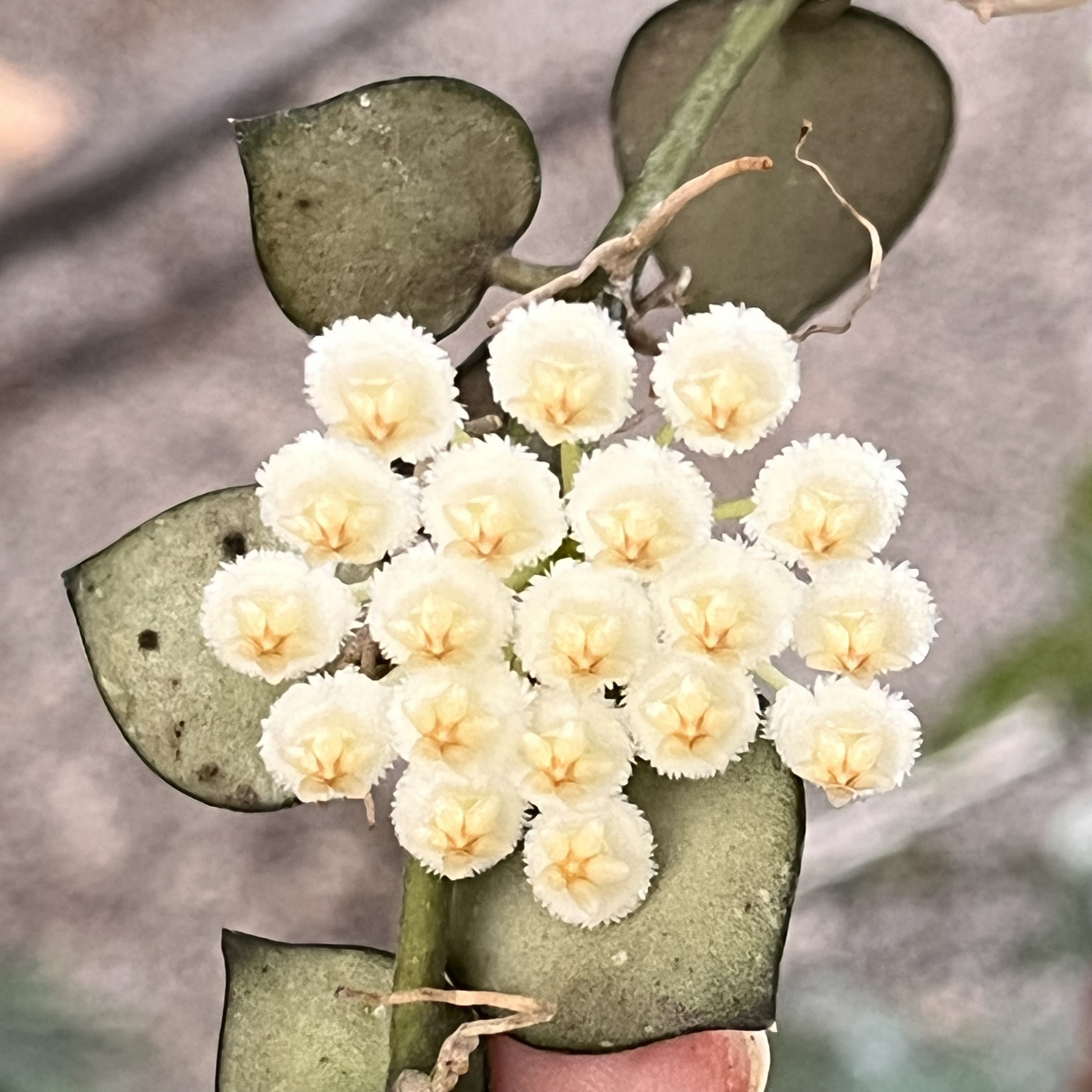  高斑裂瓣 球兰开花垂吊 小叶 勤花 黄色白色夏季盆栽春季冬季