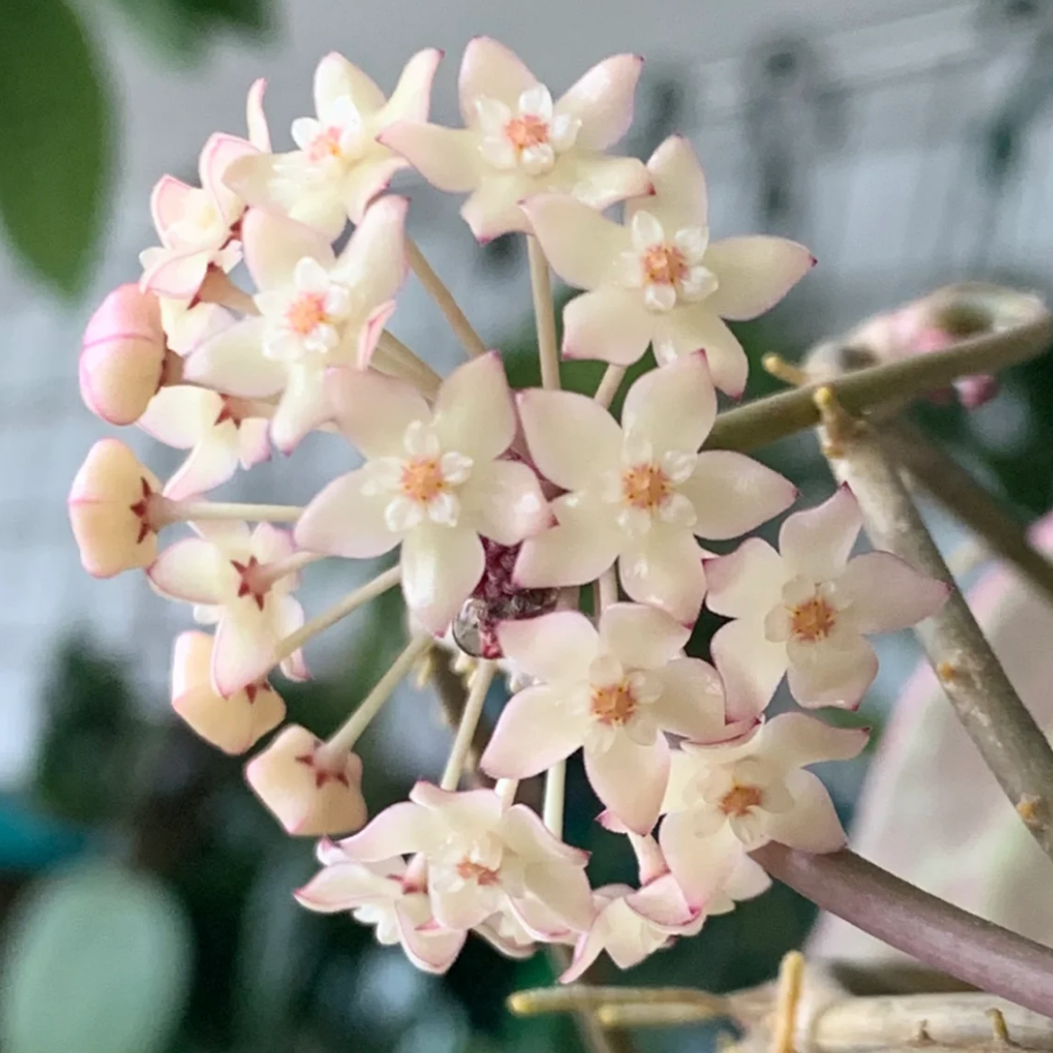 大叶外锦球兰垂吊爬藤四季盆栽兰花开花球兰养护美丽适合独特