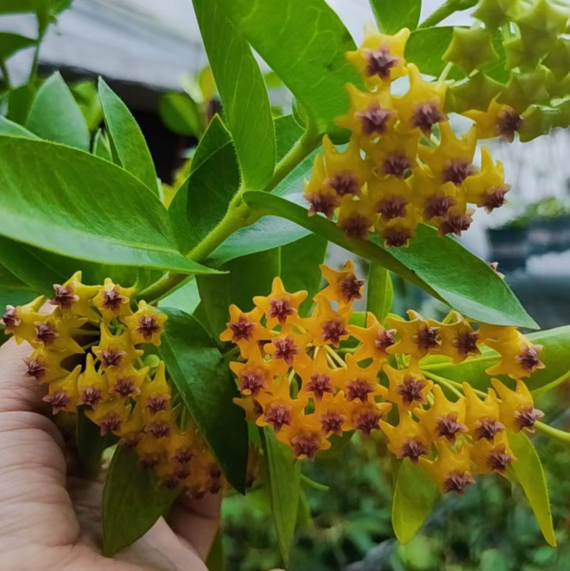 密叶球兰  易开花易上梗球兰 好看好养球兰 阳台盆栽室内室外绿