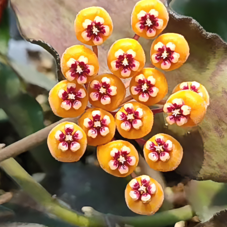 威曼尼球兰开花植物垂钓爬藤开花赏叶球兰四季盆栽带花苞