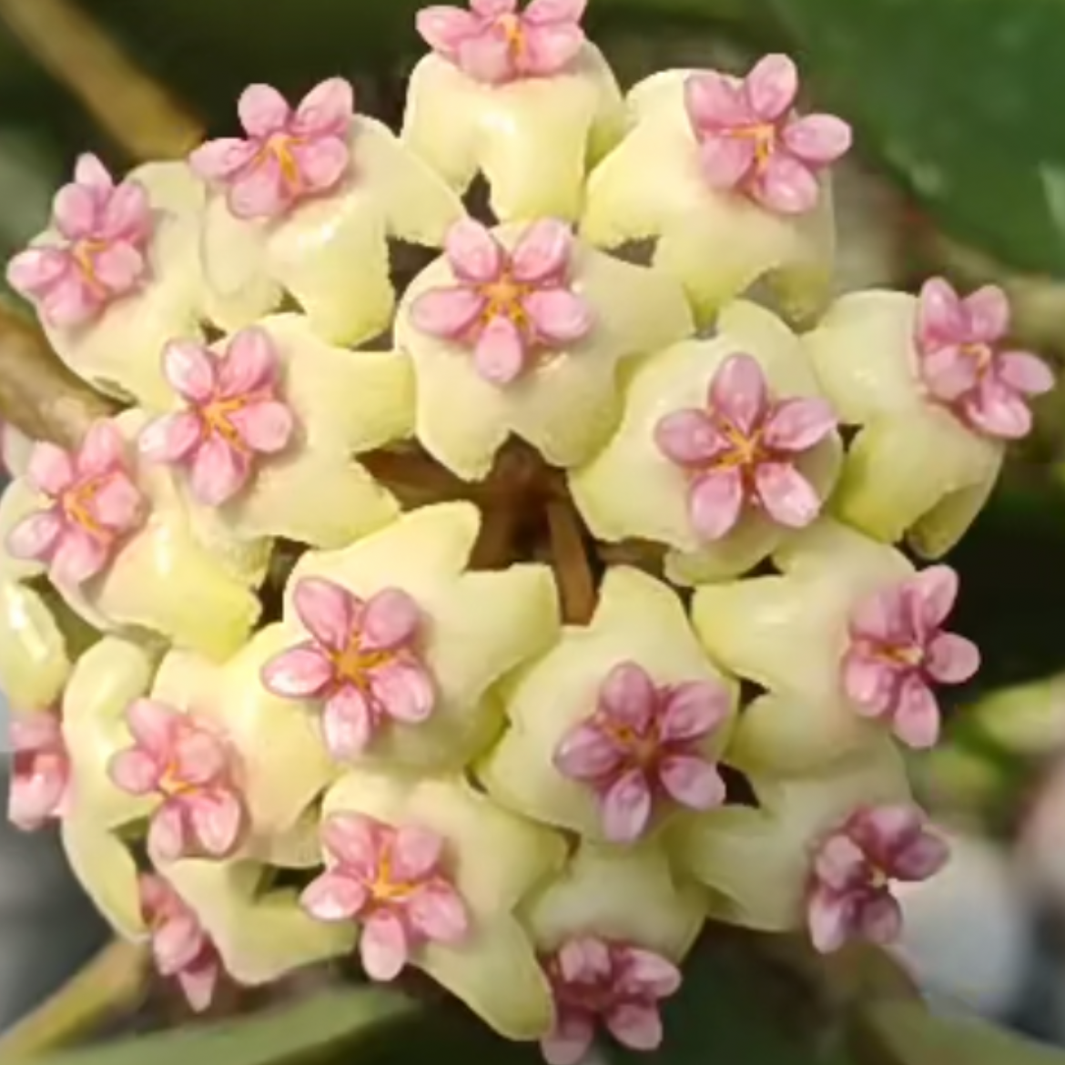 菁叹 球兰 开花球兰 勤花易上花梗 四季盆栽 开花植物夏季春季