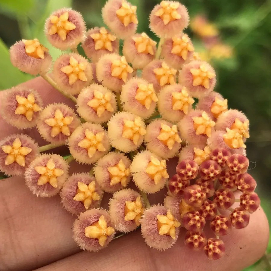 橙色小棉球球兰 垂吊球兰 皮实好养 办公室阳台球桌盆栽 四季盆栽