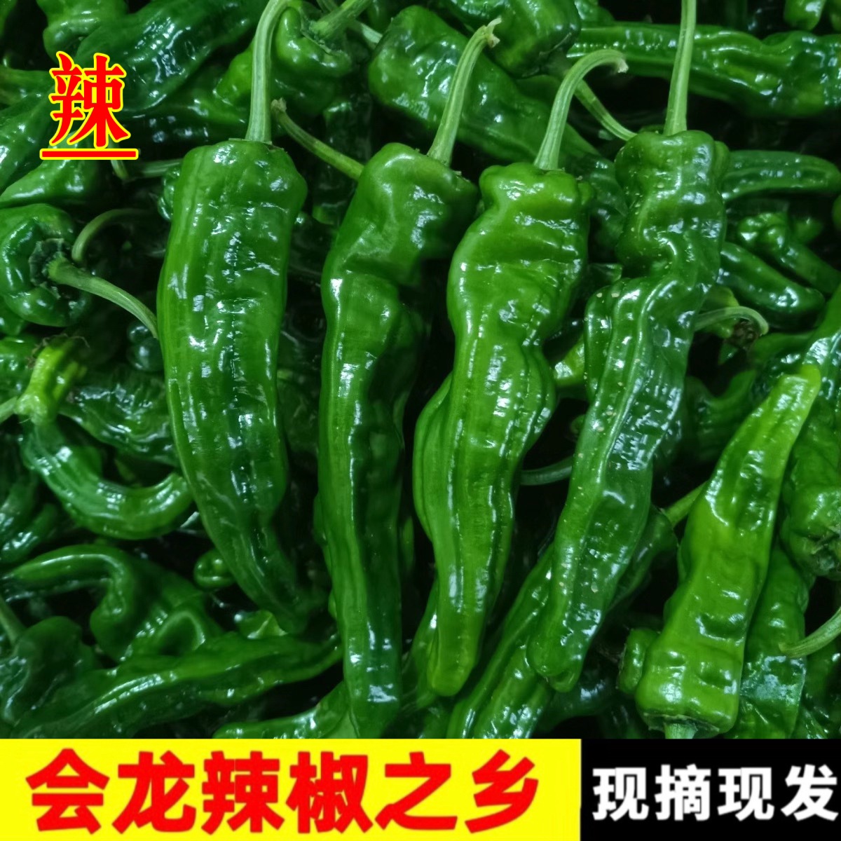 【特辣香辣】安徽皮薄特辣小皱皮现摘现发货青辣椒发货新鲜薄皮特辣