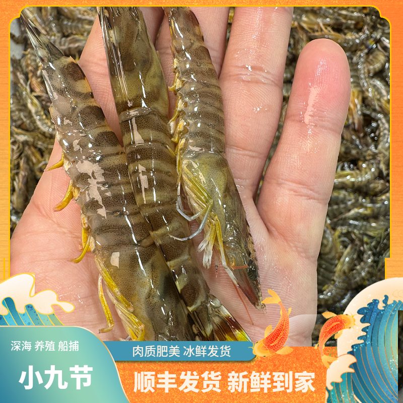 福建船捕【小九节虾】2斤省内当天送达
