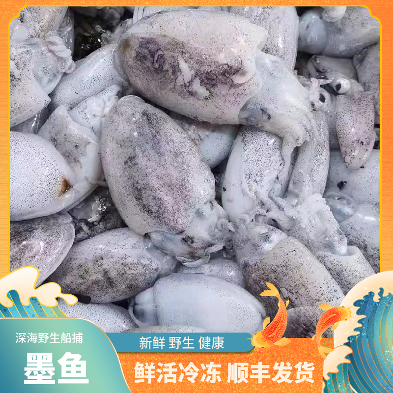 福建船捕【小墨鱼】顺丰当天冰鲜发货精品