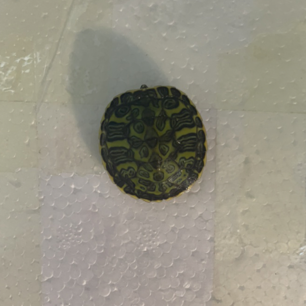 直播选龟，一龟一价