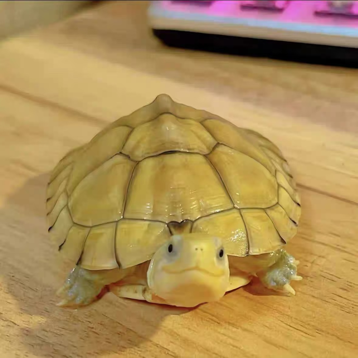 （龟龟)一物一拍直播链接