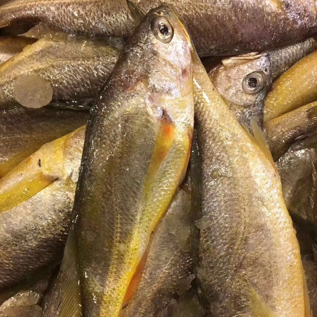【眼镜妹】舟山本港野生小黄鱼4斤（1斤6-7条款）
