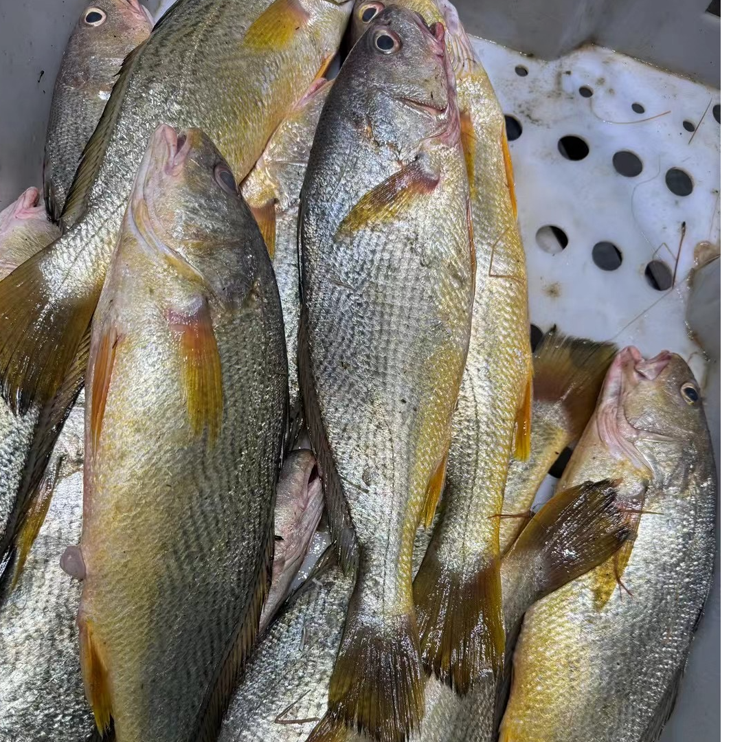 舟山本地野生大黄姑鱼黄三黄婆鸡4斤（7条内）