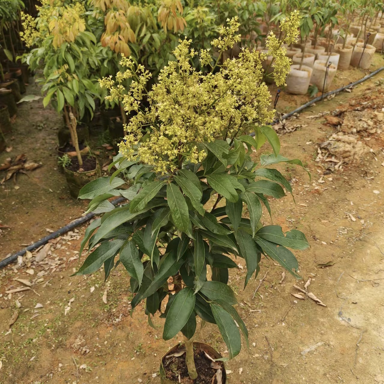 正品嫁接苗，带泥土花苞，即种即结果。
