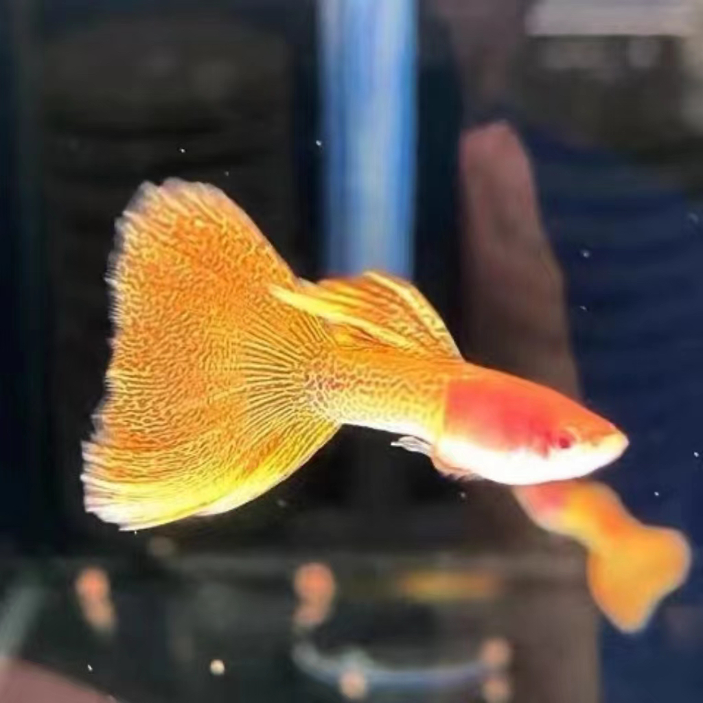 孔雀鱼金属黄蕾丝白子热带鱼小型观赏鱼（路途包损支持开箱视频）