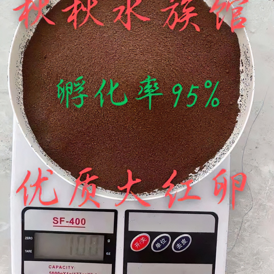 可孵化精品丰年虾卵 孵化率高95/优质卵 孔雀鱼专用鱼苗开口食料